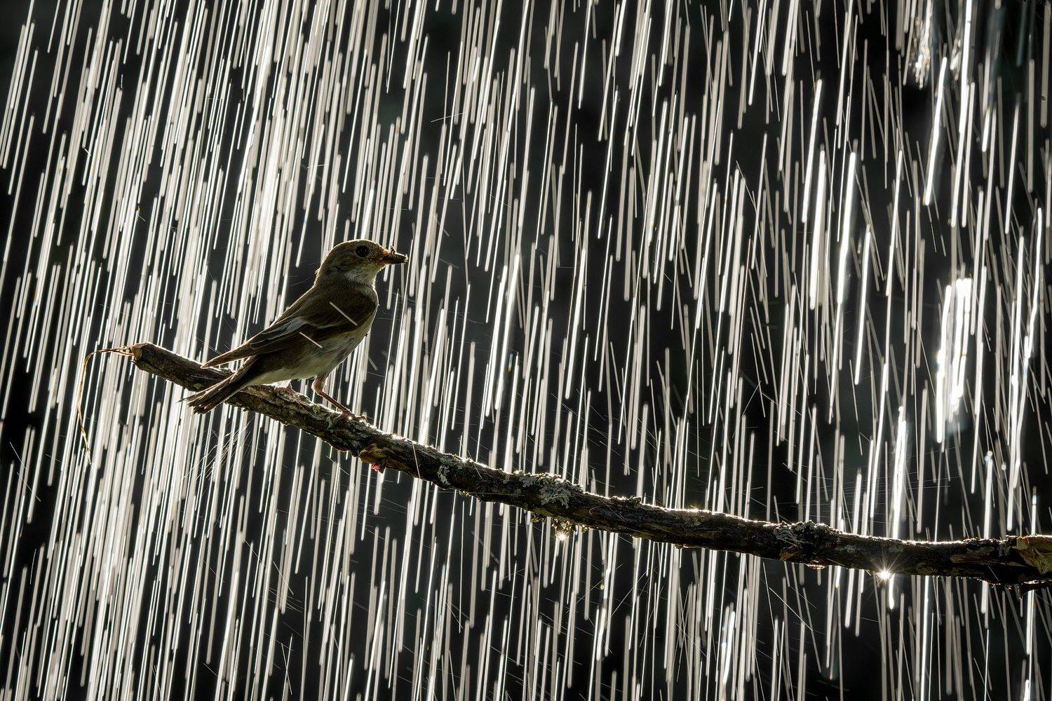 , Дмитрий Вилюнов