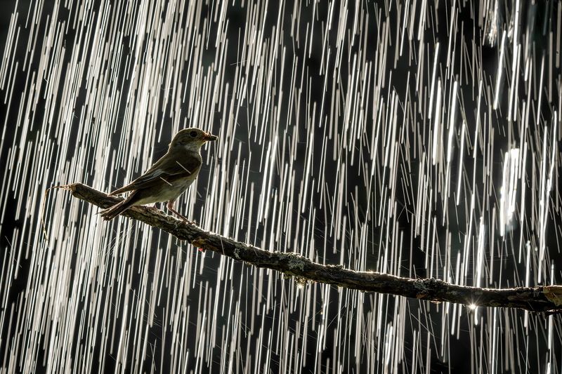 Дождь фото превью