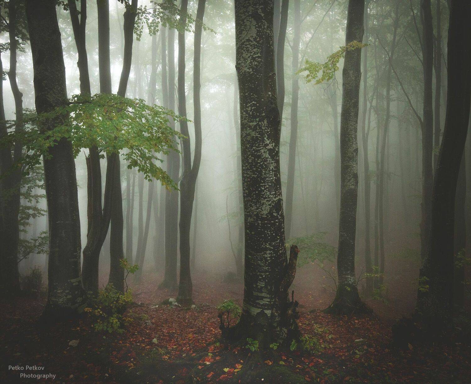 , Петко Петков