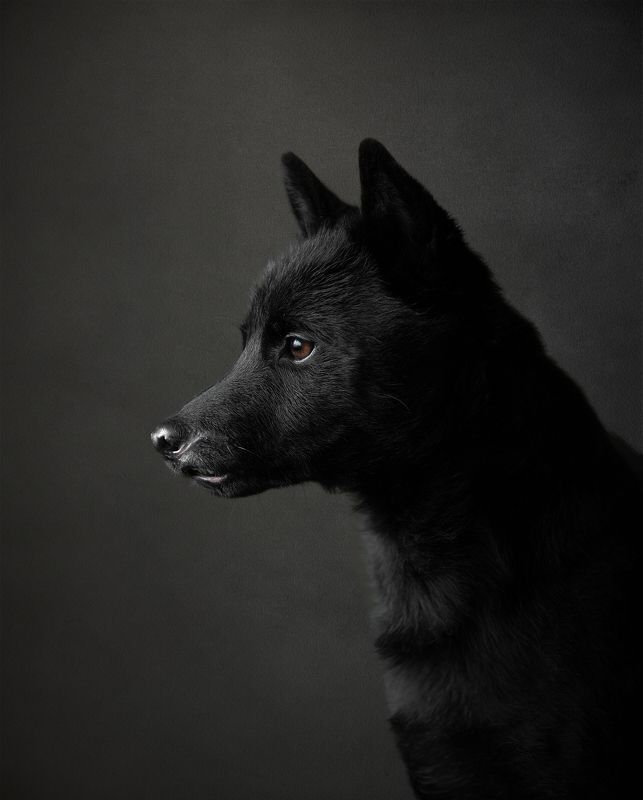 Archie - rescued dog фото превью