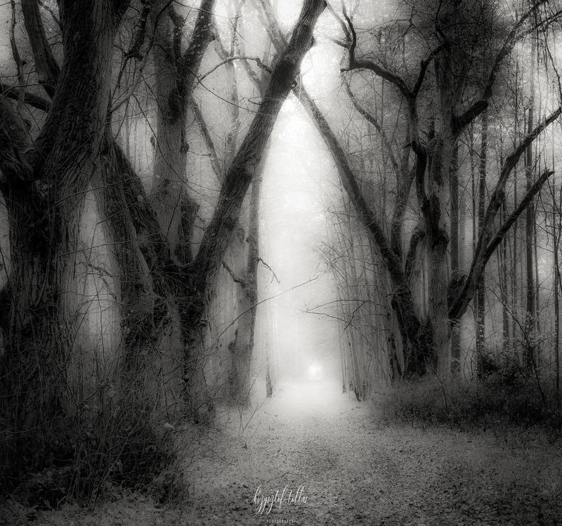 forest, autumn, nature, forest road, fog, dawn, forest atmosphere, light, leaves, old trees,  Autumn afterglow - B&W фото превью