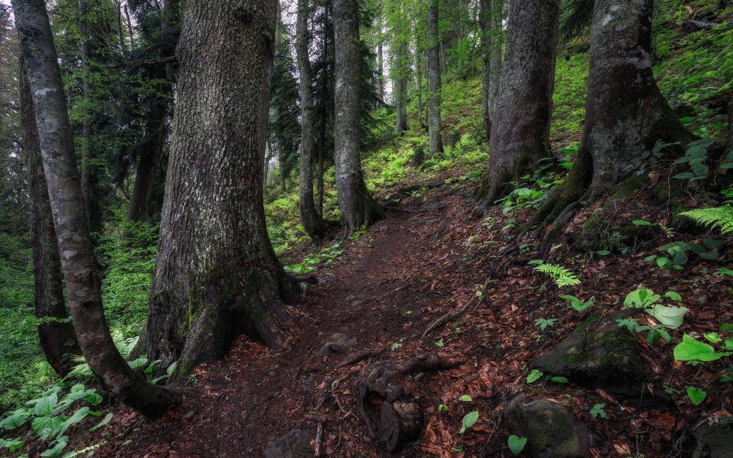 пейзаж, Сергей Сергеев