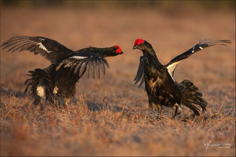 * * * фото превью