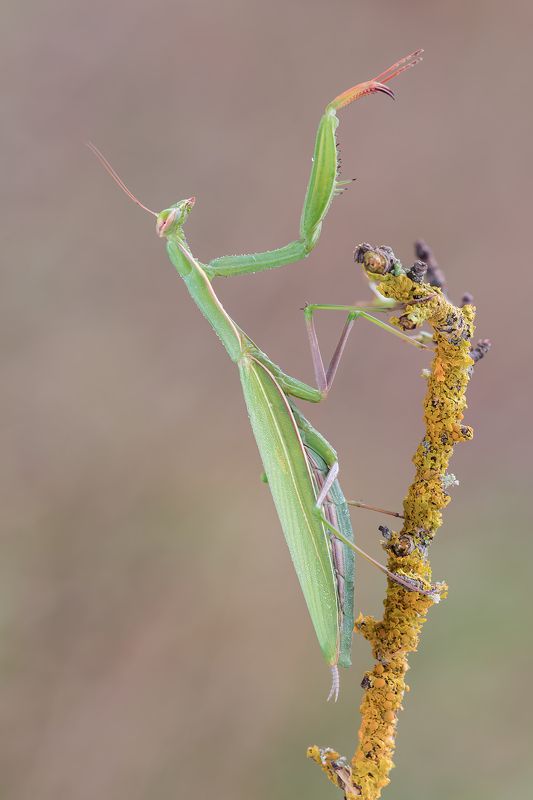 Praying mantis фото превью