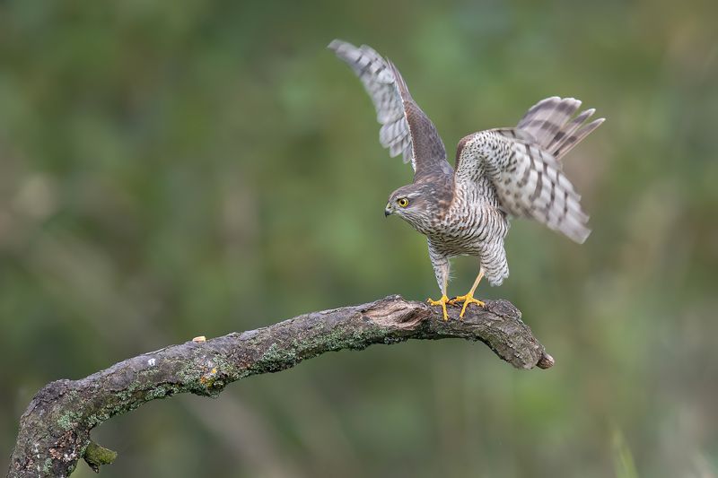 Nieudany atak фото превью