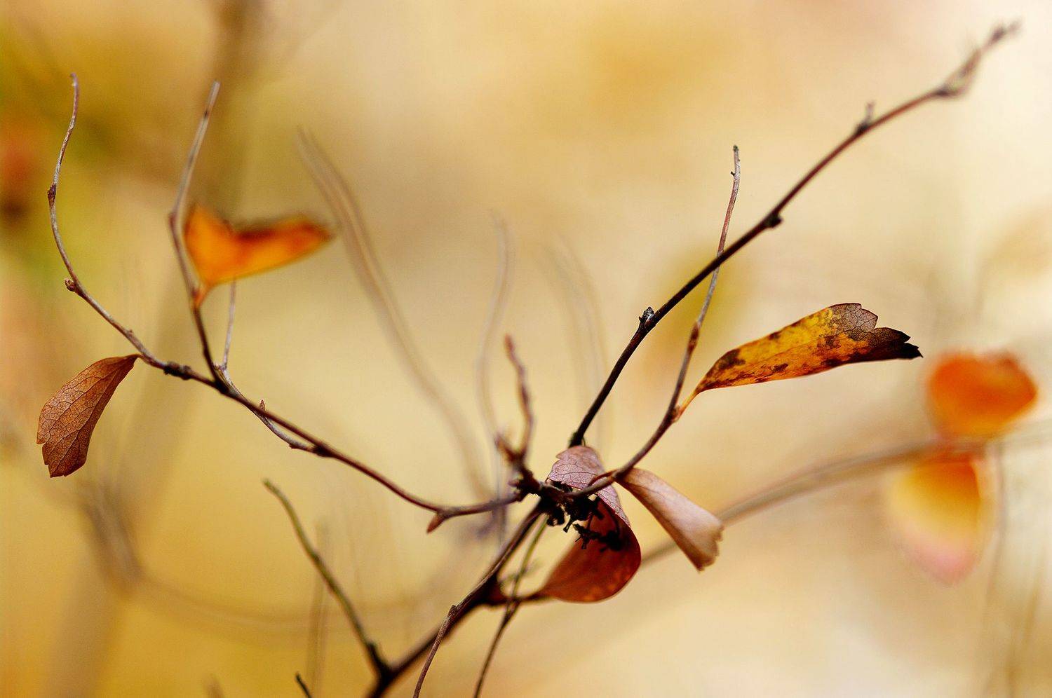 autumn, branch, close-up, color, colors, color image, leaf, leaves, meadowsweet, nature, photograph, photography, rosaceae, shrub, spiraea, spirea,, Dr Didi Baev