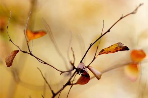 Autumn Spiraea Branch