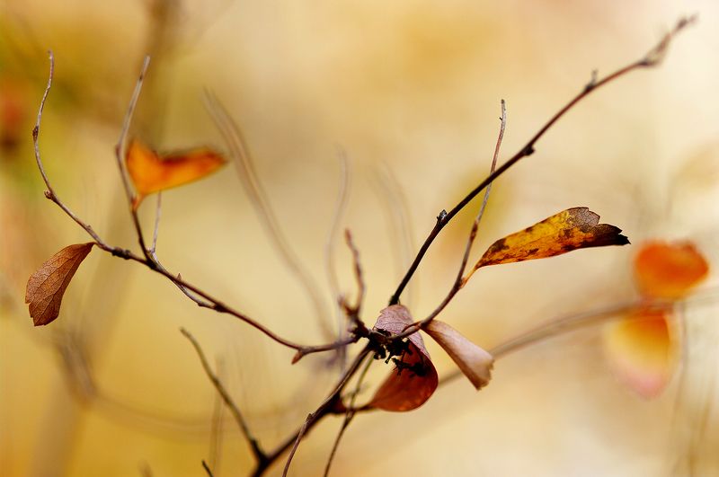 autumn, branch, close-up, color, colors, color image, leaf, leaves, meadowsweet, nature, photograph, photography, rosaceae, shrub, spiraea, spirea, Autumn Spiraea Branch фото превью