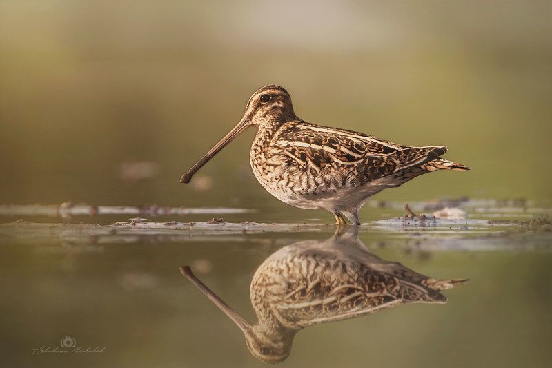 Kszyk (Gallinago gallinago) фото превью