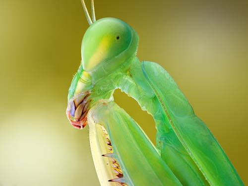 Hierodula membranacea.