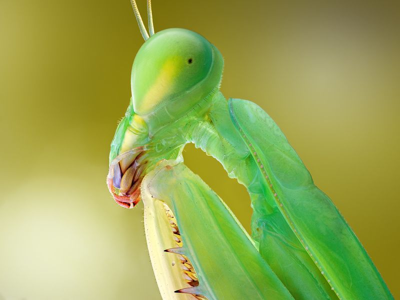 irass, waledzik, nat geo, olympus, close up, macro, extreme macro, макро Hierodula membranacea. фото превью