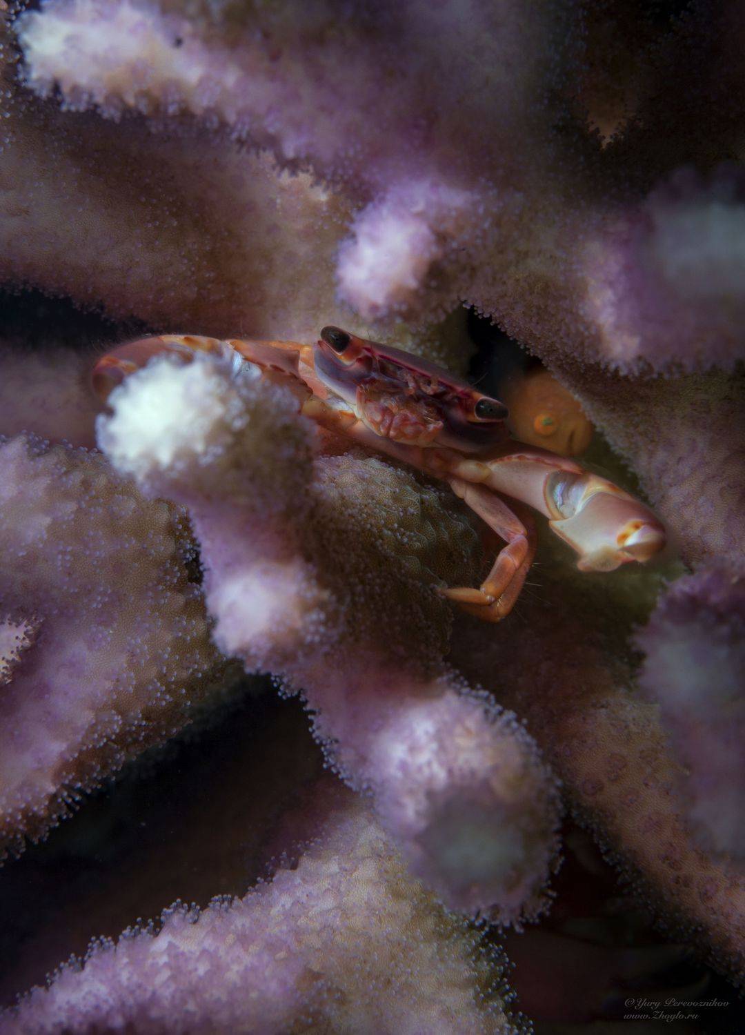 подводное фото подводный мир хургада египет жогло zhoglo красное море, Юрий Перевозников