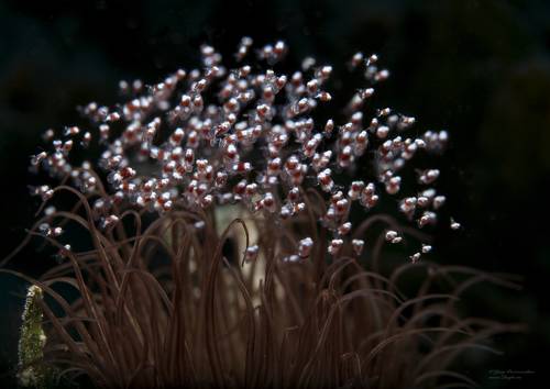 Маленький но очень быстрый рой