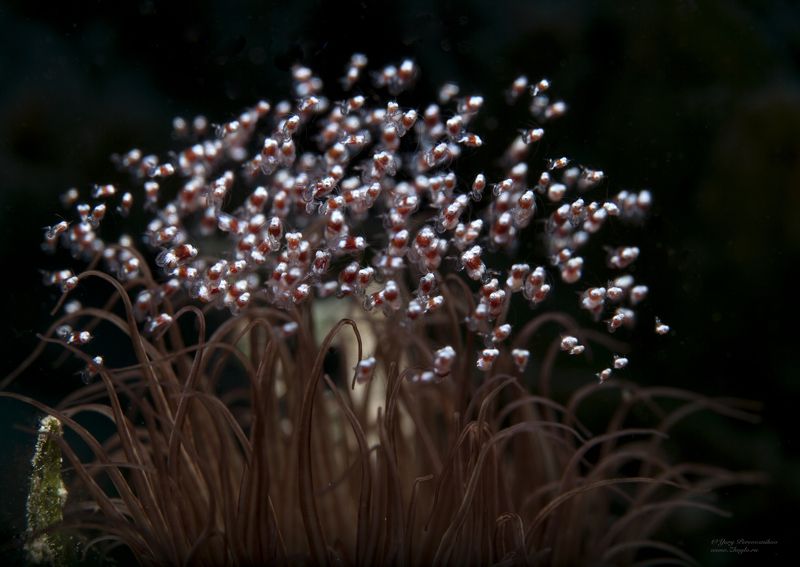 подводное фото подводный мир хургада египет жогло zhoglo красное море Маленький но очень быстрый рой фото превью