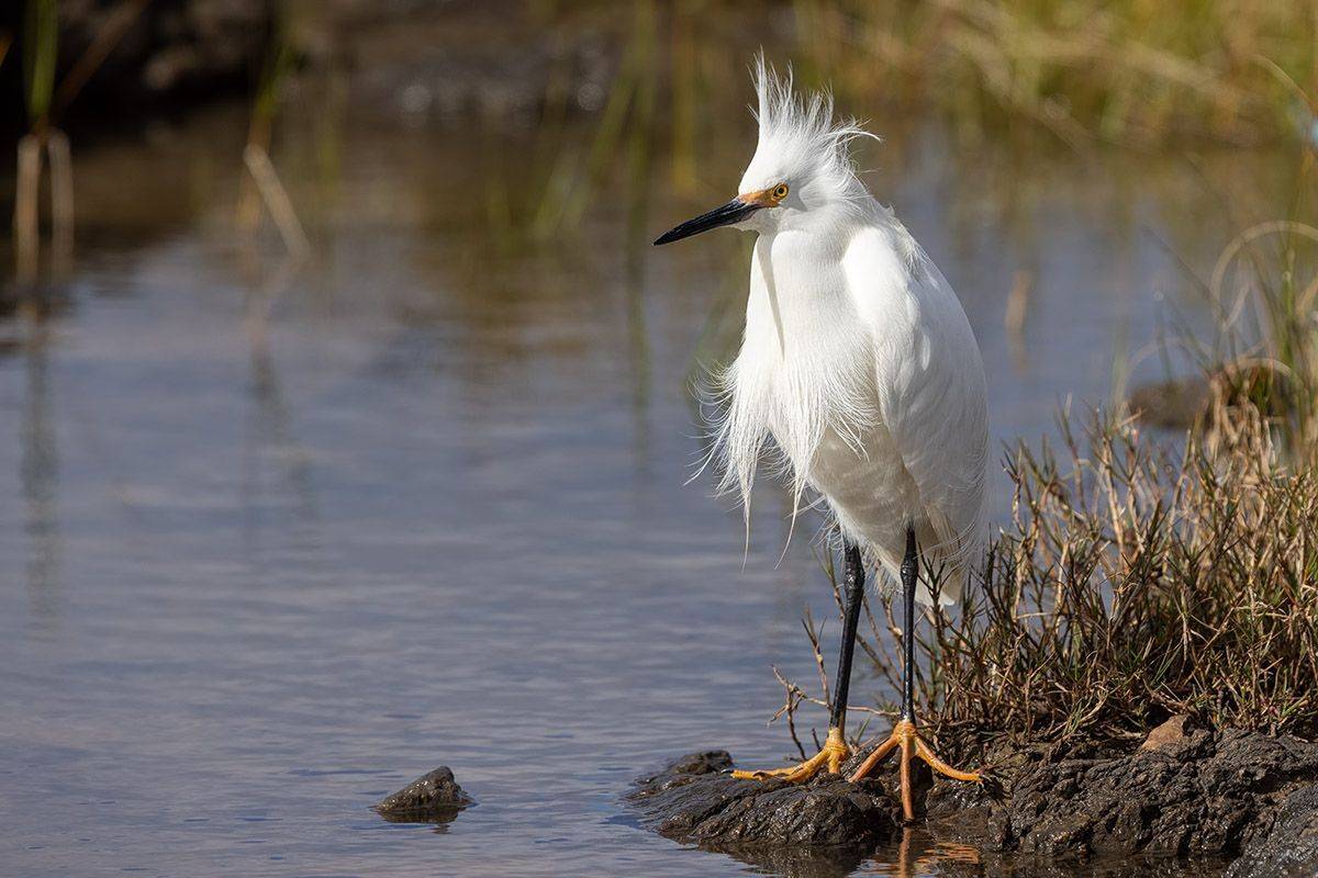 птицы, уругвай, Елена Давыдова