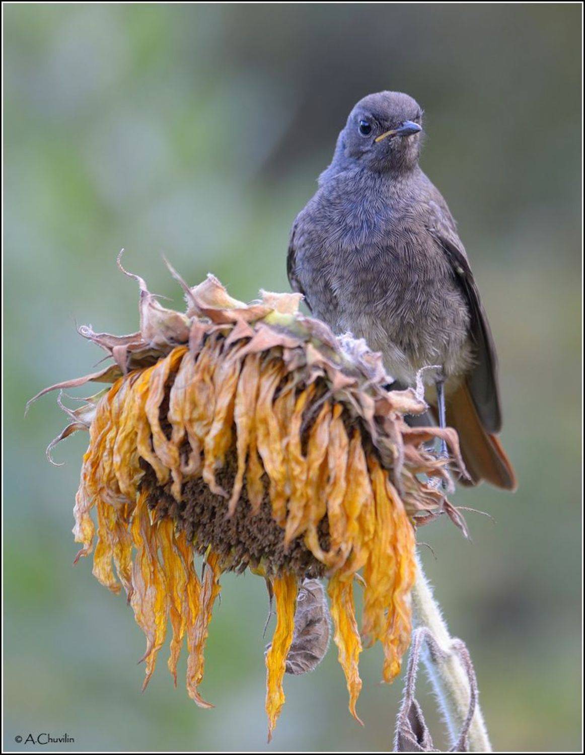 птица,горихвостка,чернушка,отцвели,подсолнух, Александр Чувилин