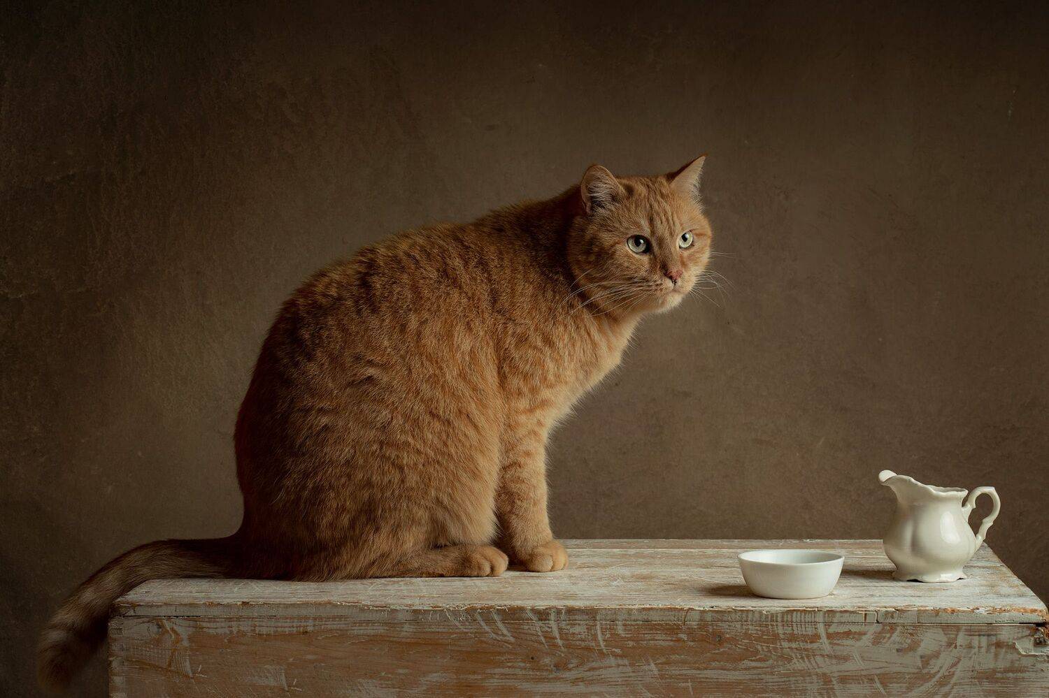 red, cat, milk, food,  animal, pet, feline, kitten, domestic, fur, red, orange, animals, pets, mammal, kitty, cats, tabby, ginger, furry, sleep, eyes, looking, fluffy, adorable, cute, hair, whiskers, Анжелика Костин