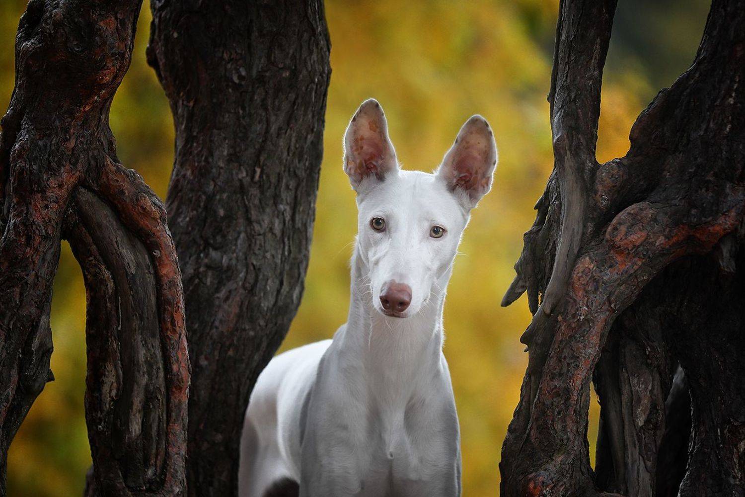 , Андрей Ершов