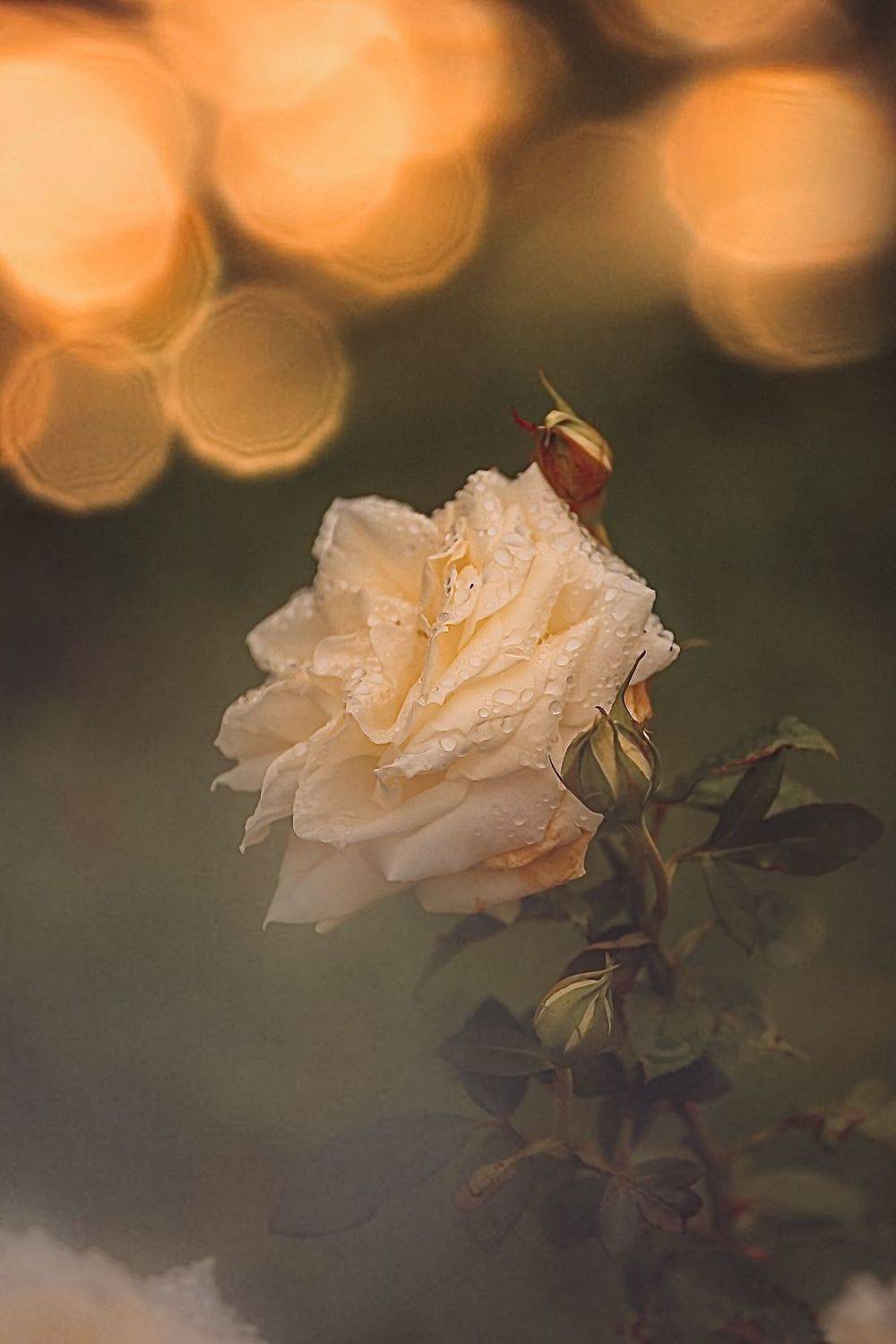 макро, macro, цветы, flowers, роза, rose, Julia Kaissa