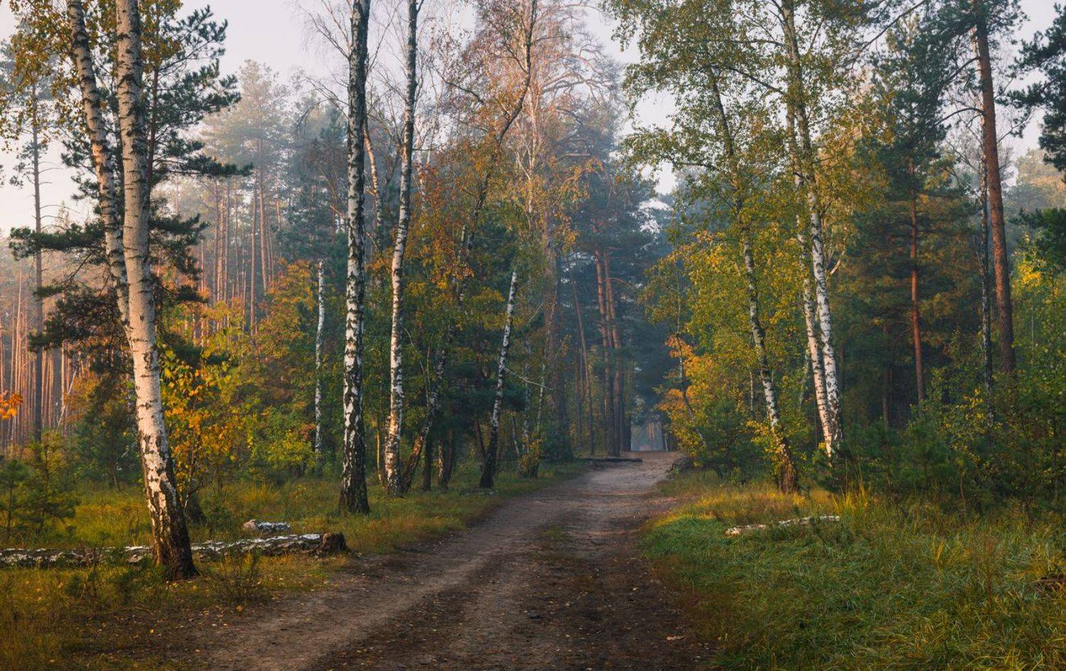 лес осень октябрь утро туман, Галанзовская Оксана