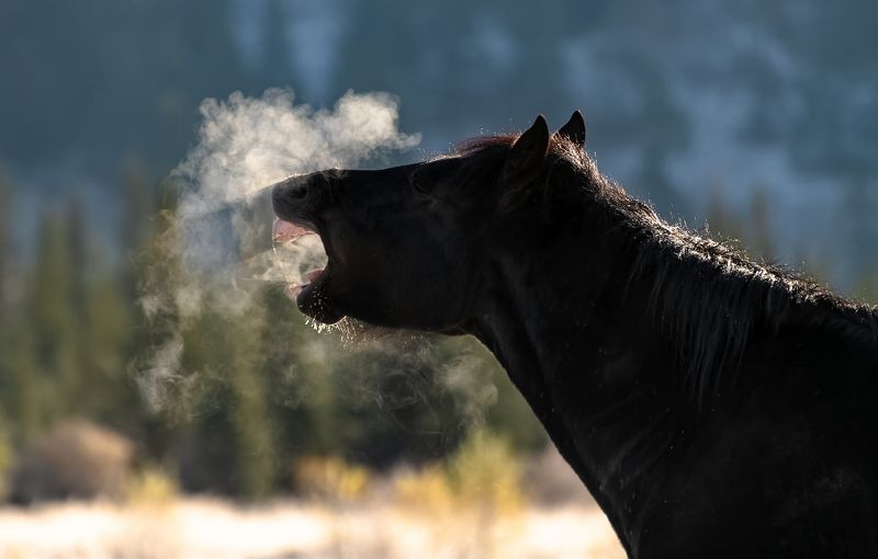дыхание лошади. , пар из ноздрей. Морозное дыхание. фото превью