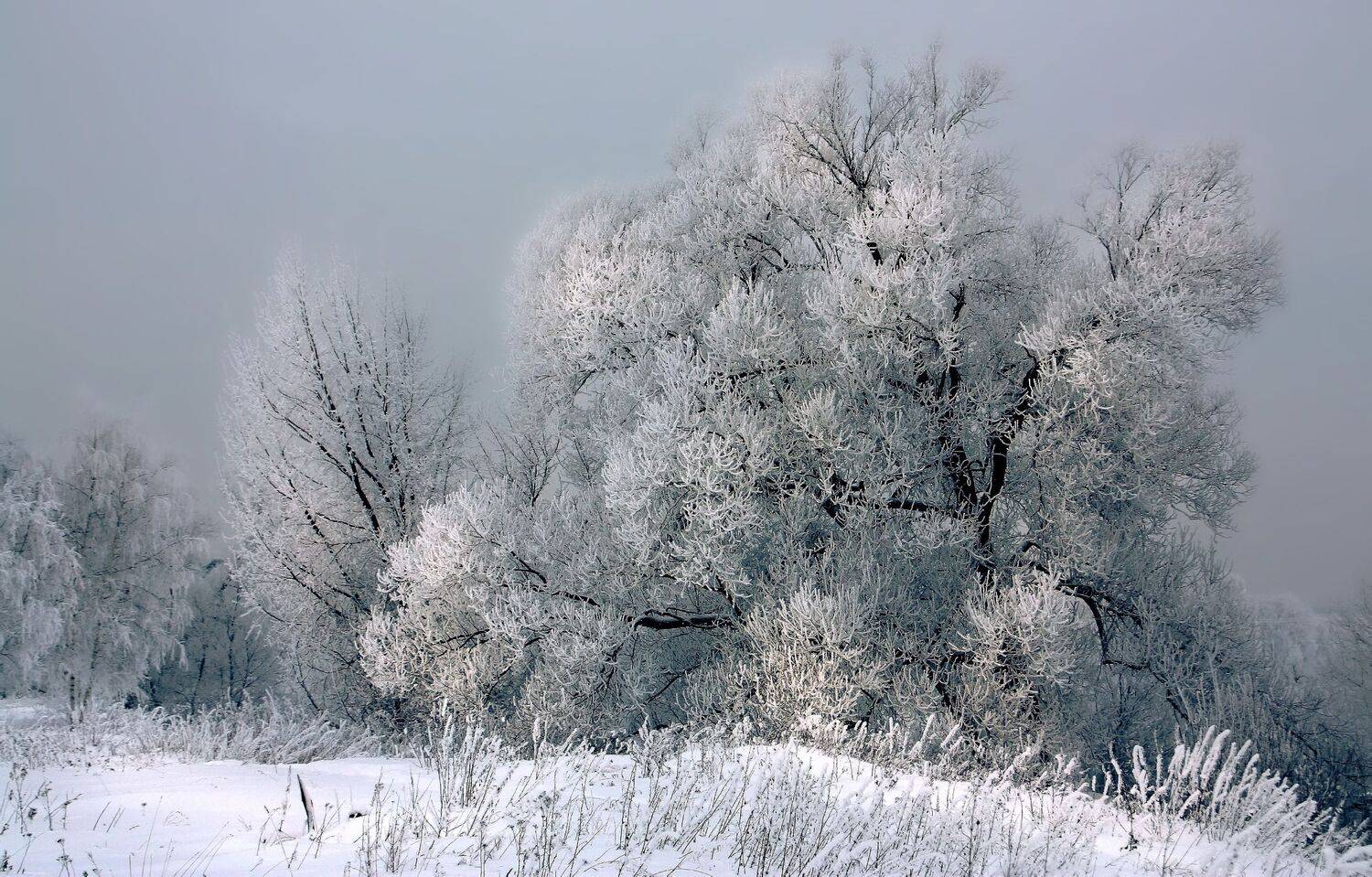 , Ольга Заболотская