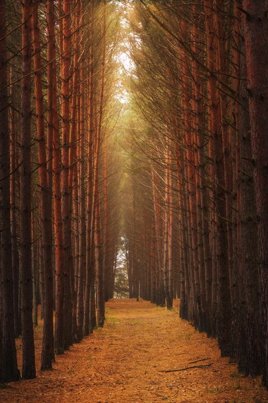 Осенние ритмы. фото превью