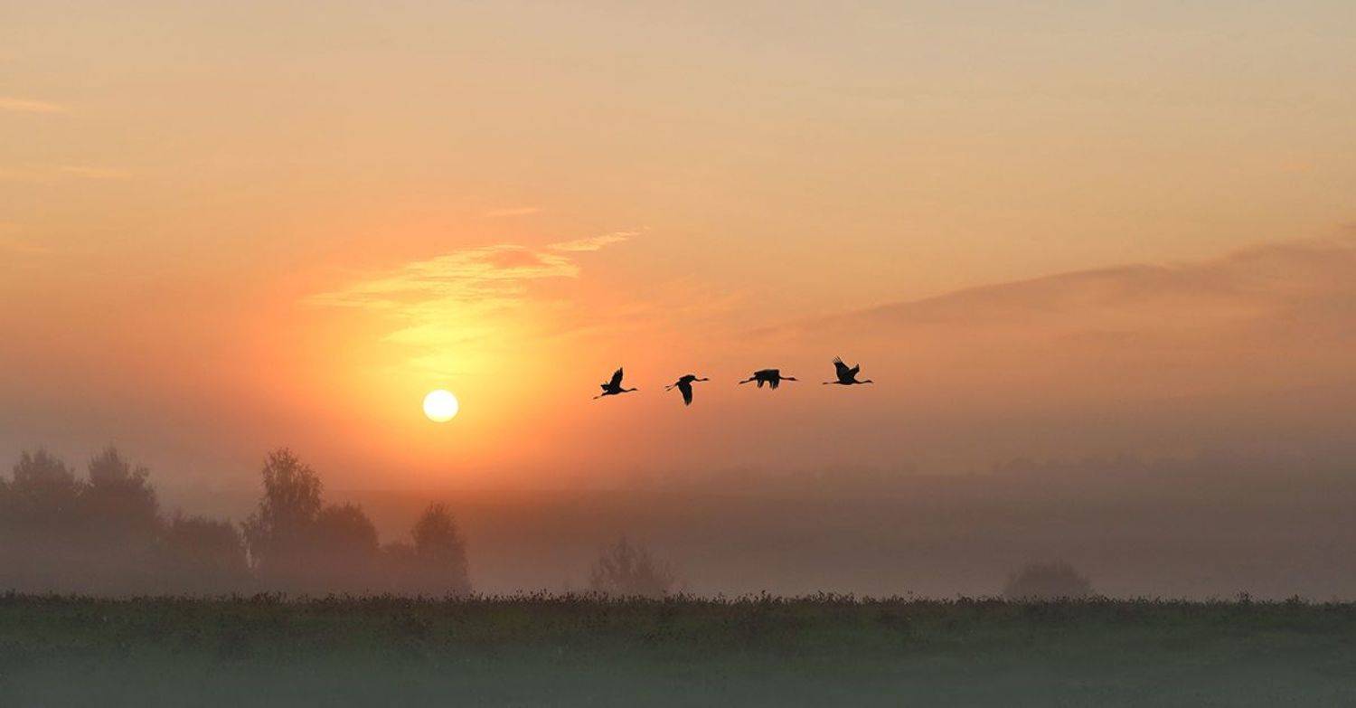 восход, солнце, журавли, Наталия Сытина