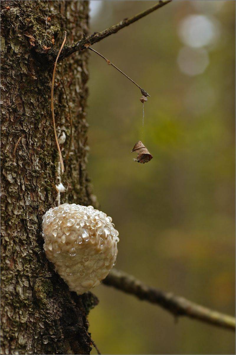 осень, паутинка, гриб, роса, Ольга Заболотская