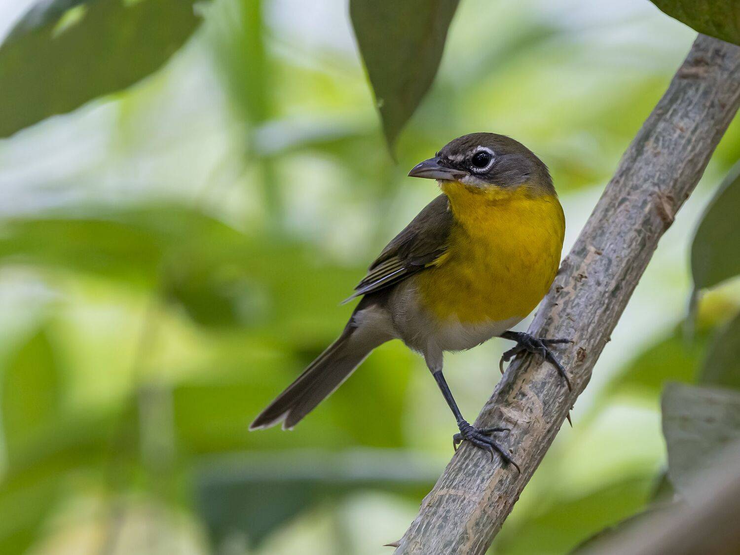 , Fernando Burgalin Sequeira