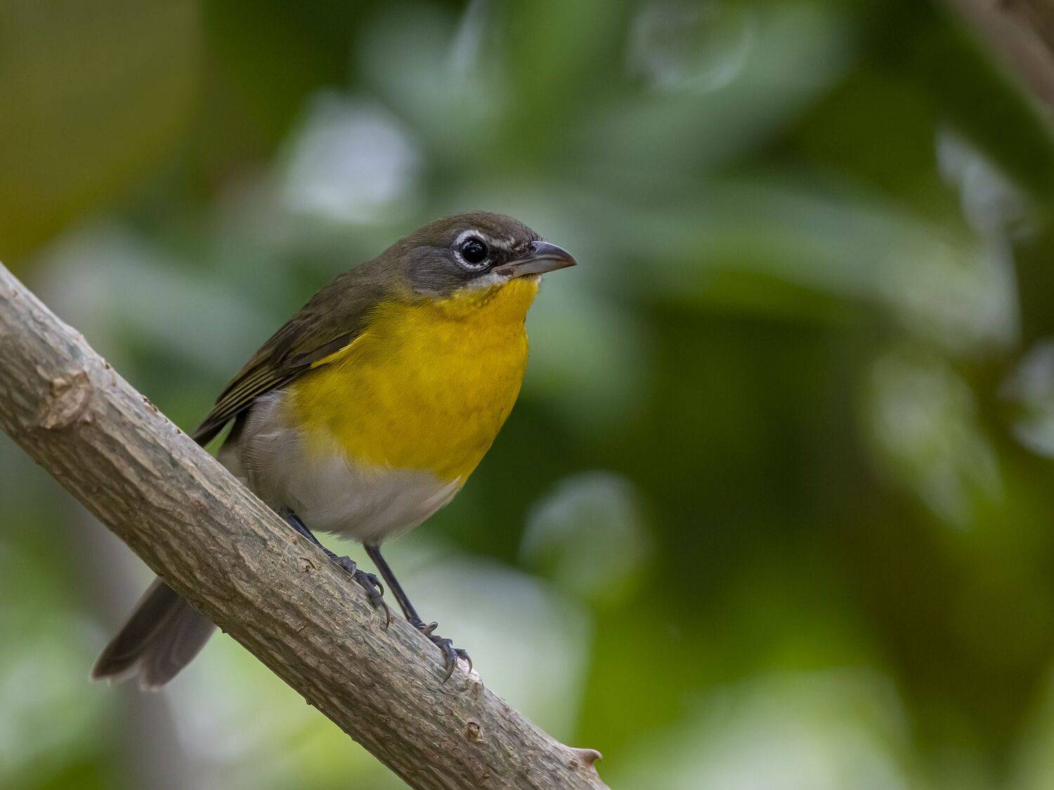 , Fernando Burgalin Sequeira