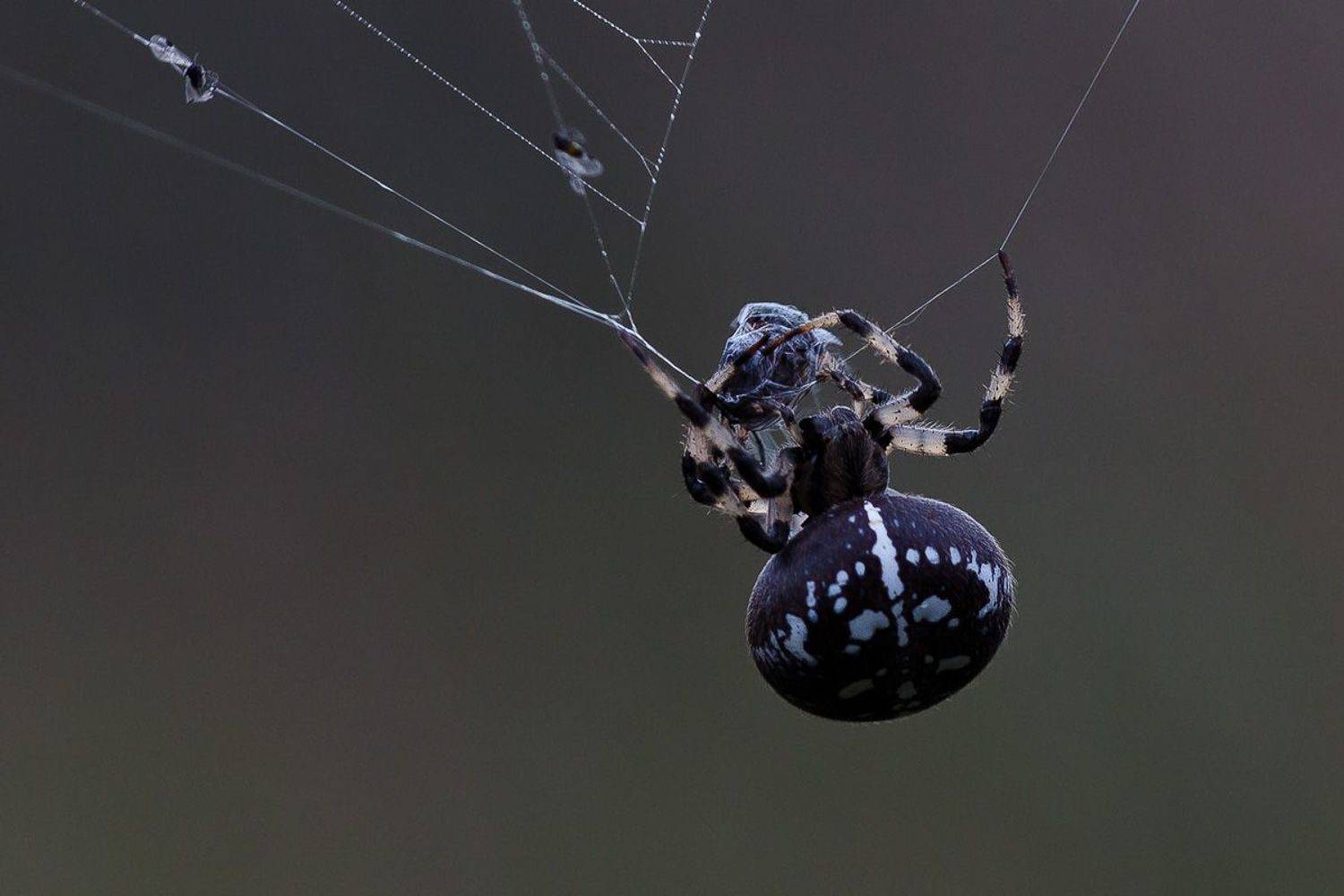 wildlife, insects,насекомые, пауки, крестовик, araneus, Алексей Юденков