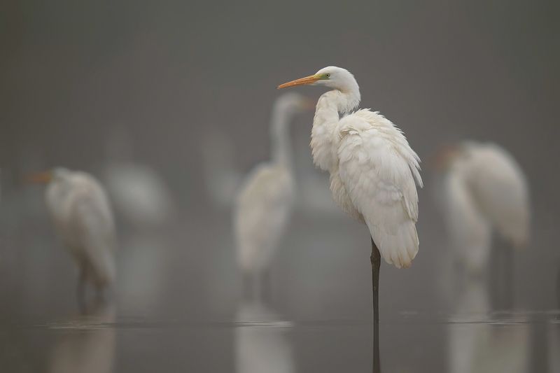 Mglisty poranek фото превью