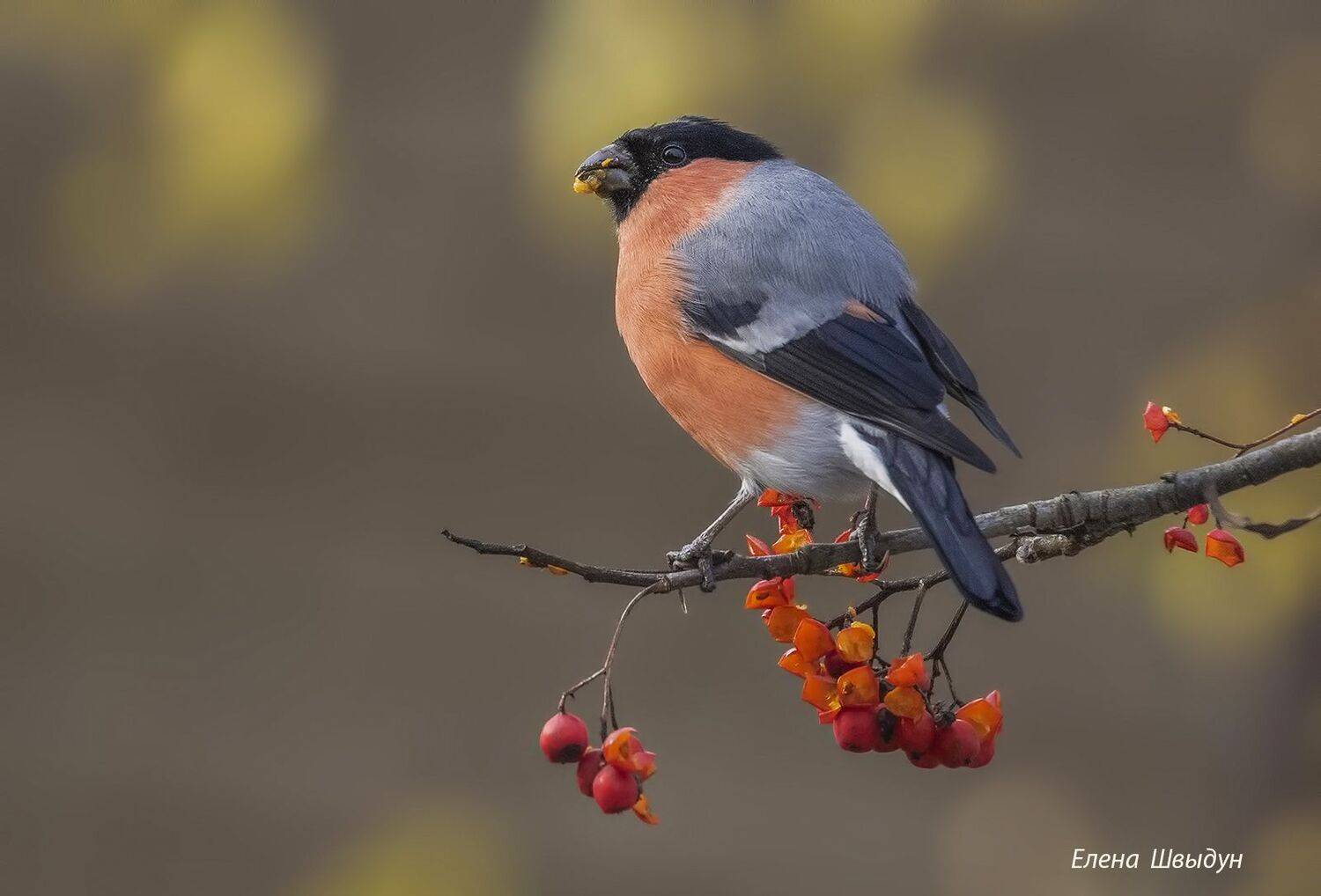 bird of prey, animal, birds, bird,  animal wildlife,  nature,  animals in the wild, снегирь, bullfinch, птицы, птица, Елена Швыдун