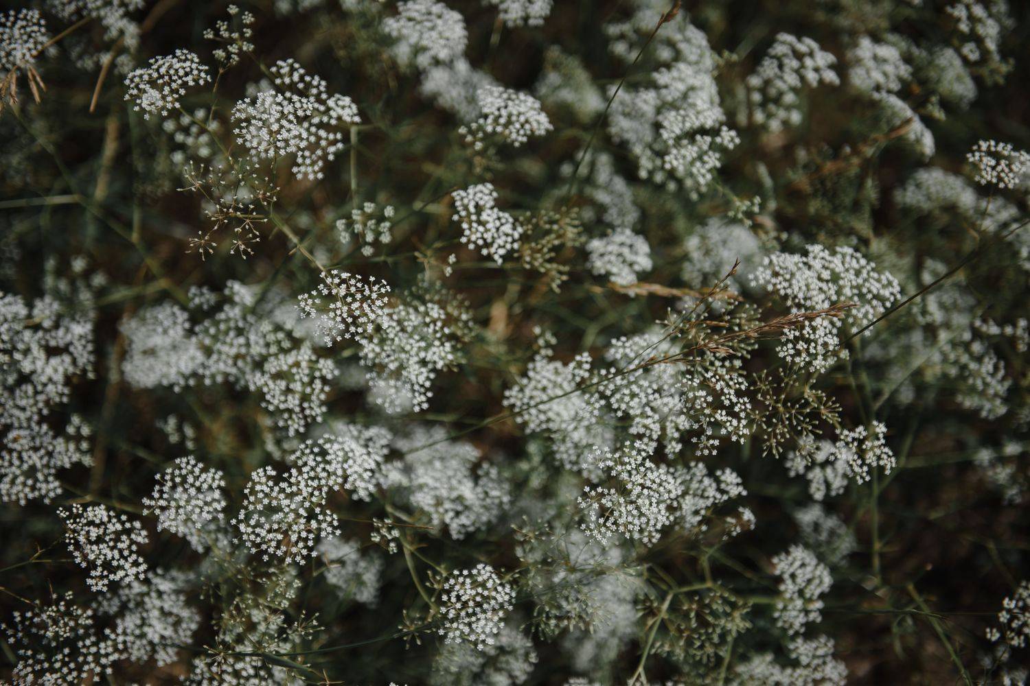 , Федорова Елена