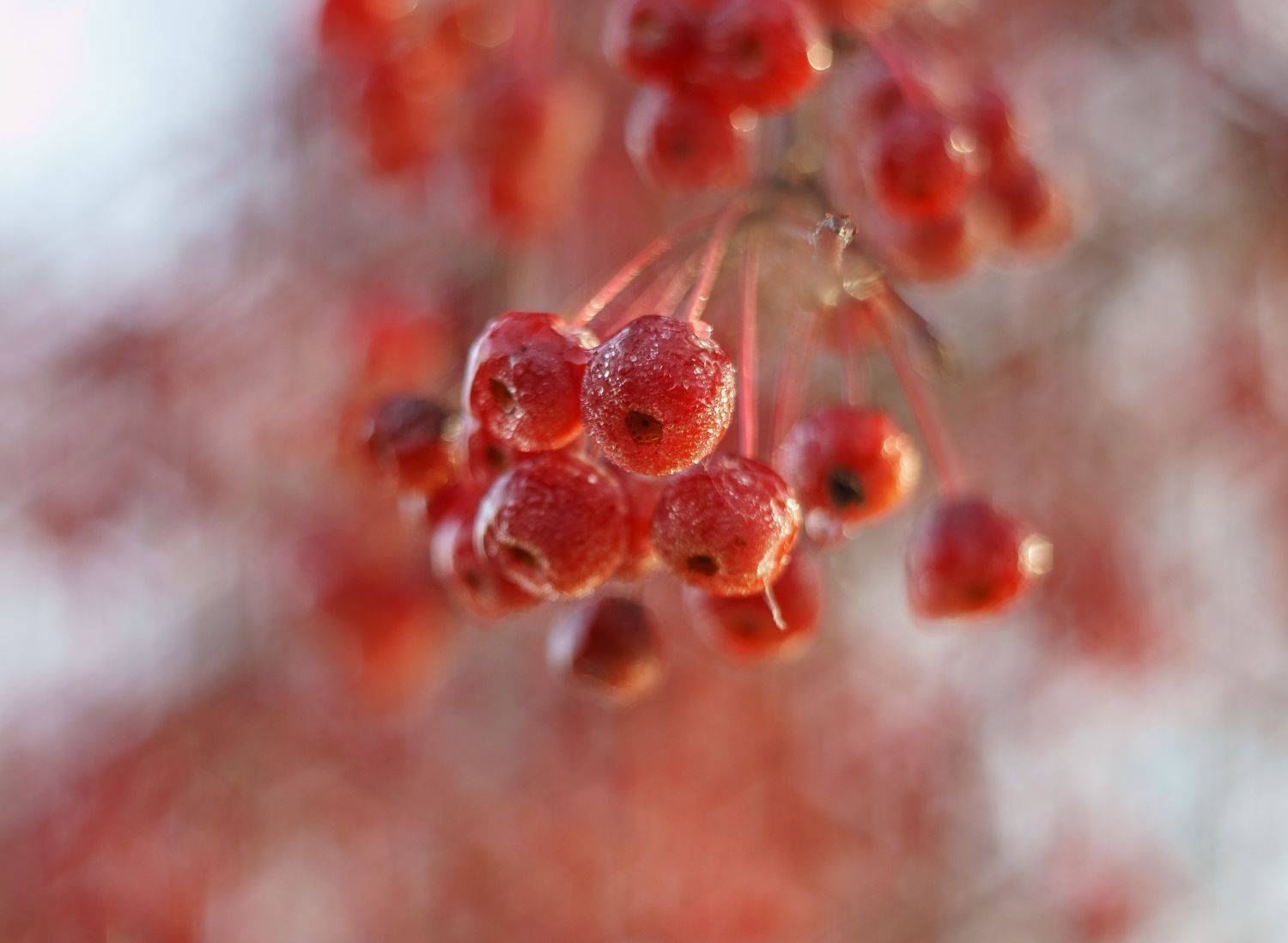 , Лариса Лофицкая