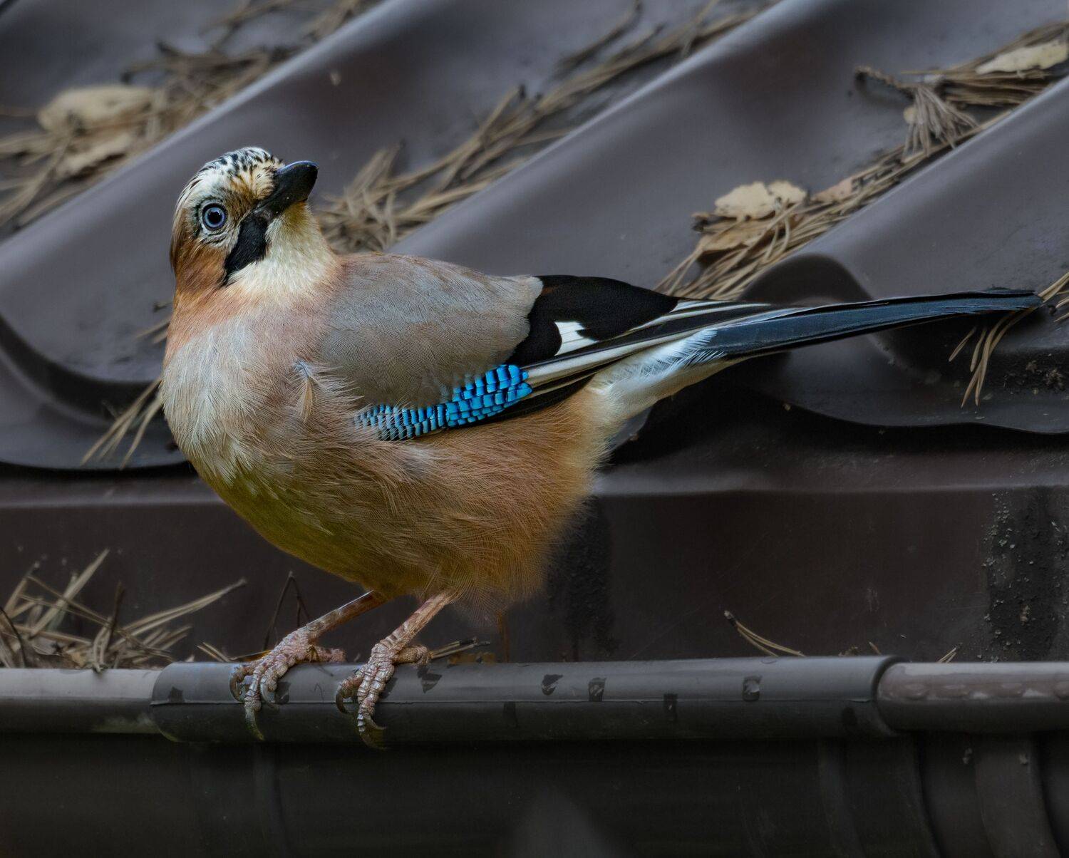 , Курлянцев Алексей