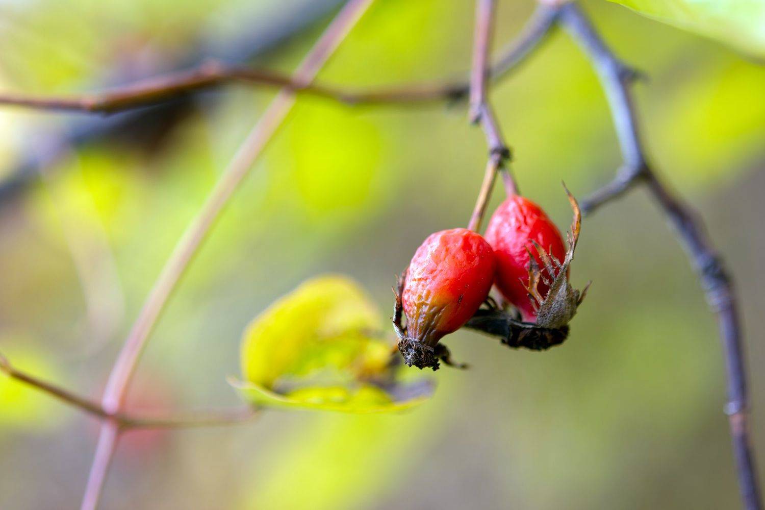 ,  Светослав Радков