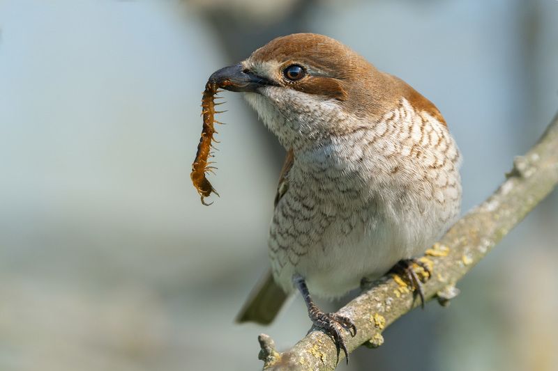 жулан обыкновенный Истребитель фото превью