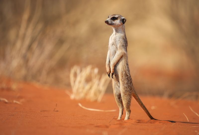 #Намибия #сурикат #путешествие  #Калахари #пустыня #национальный парк #Африка #afryca #travel #namibia #desert #meerkat #kalahari #national park Сурикат фото превью