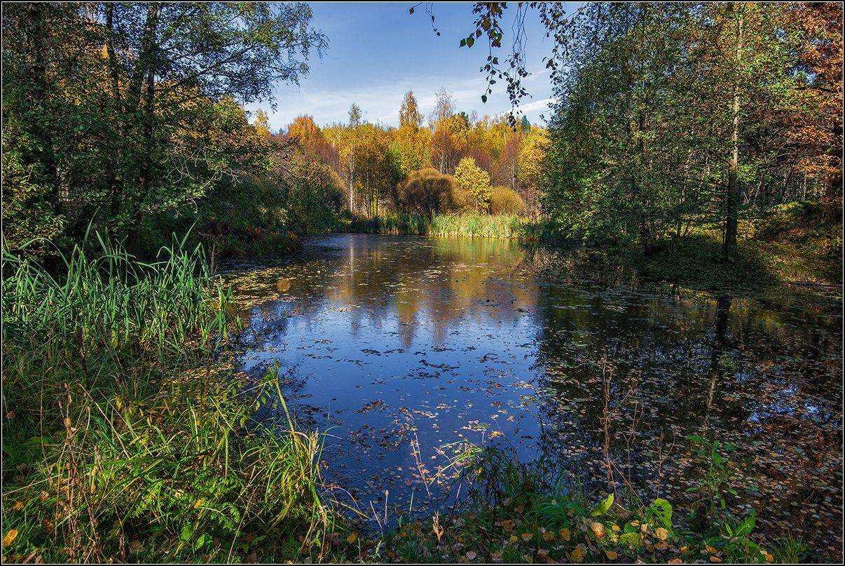 москва, мещерский парк, осень, пруд, лес, АНАТОЛИЙ ДОВЫДЕНКО