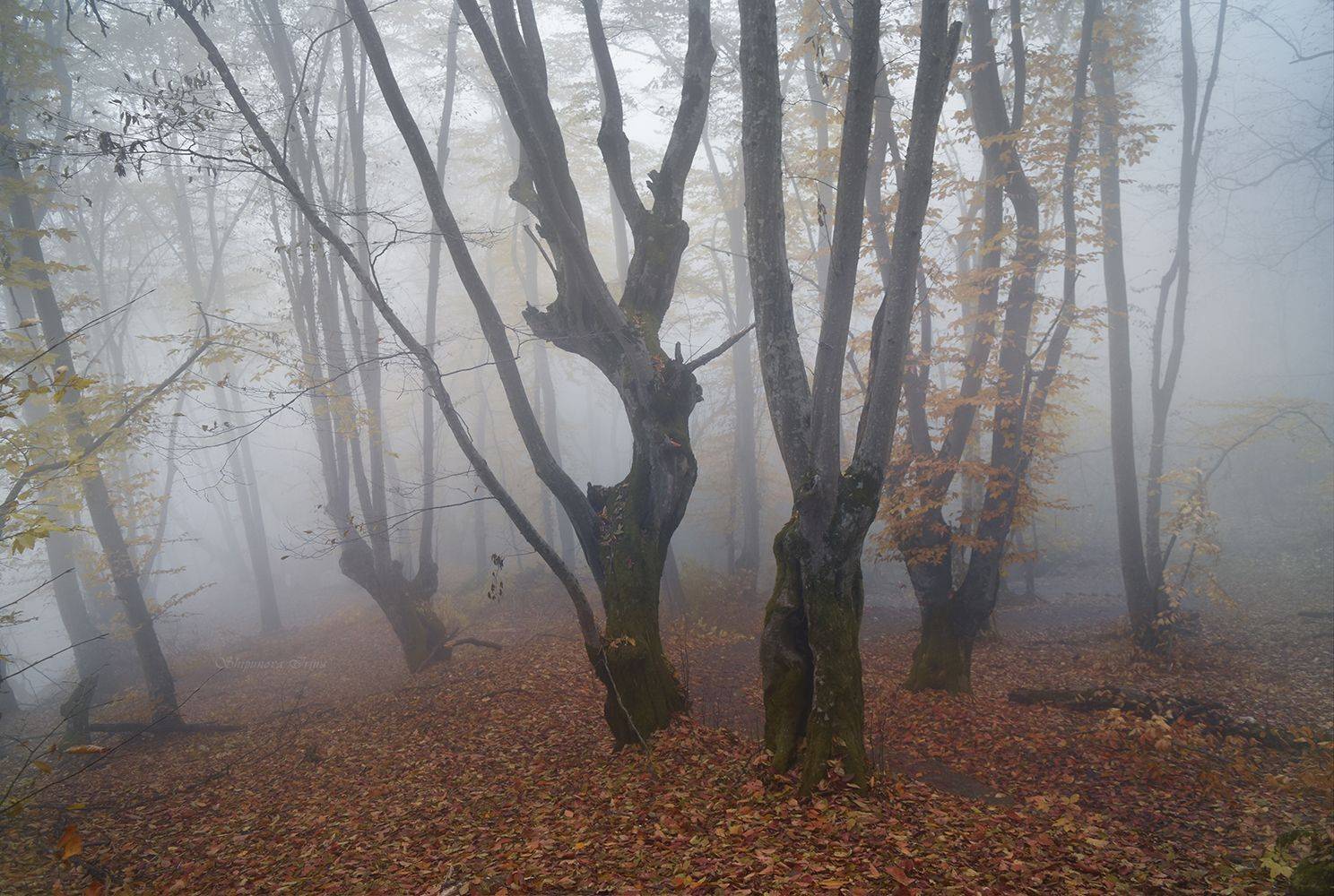 , Шипунова Ирина