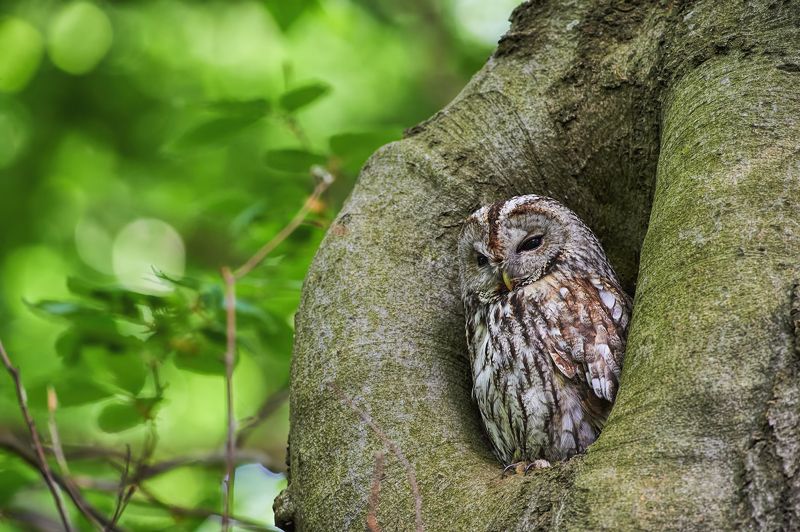 nature, wildlife, birds, owls *** фото превью
