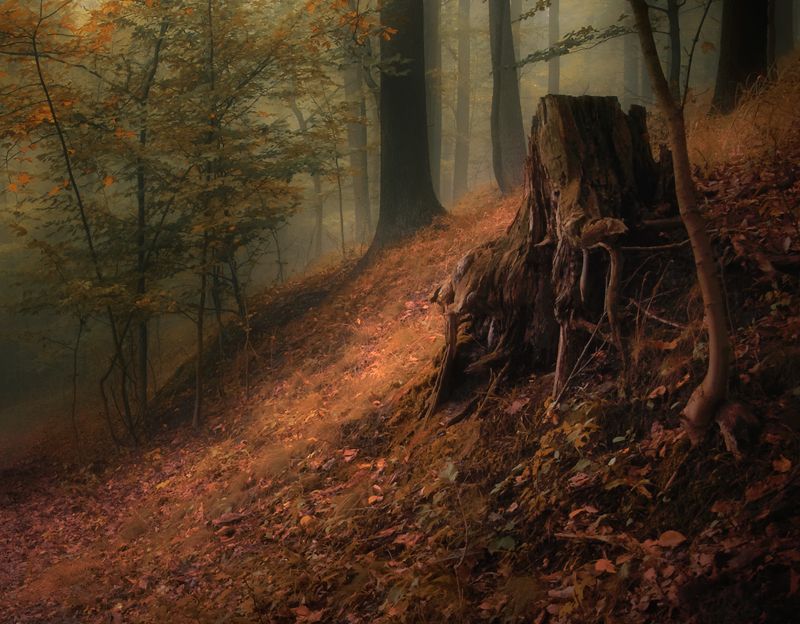 forest nooks... фото превью