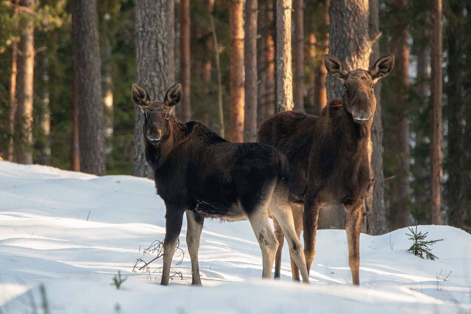 , Рашид Усманов