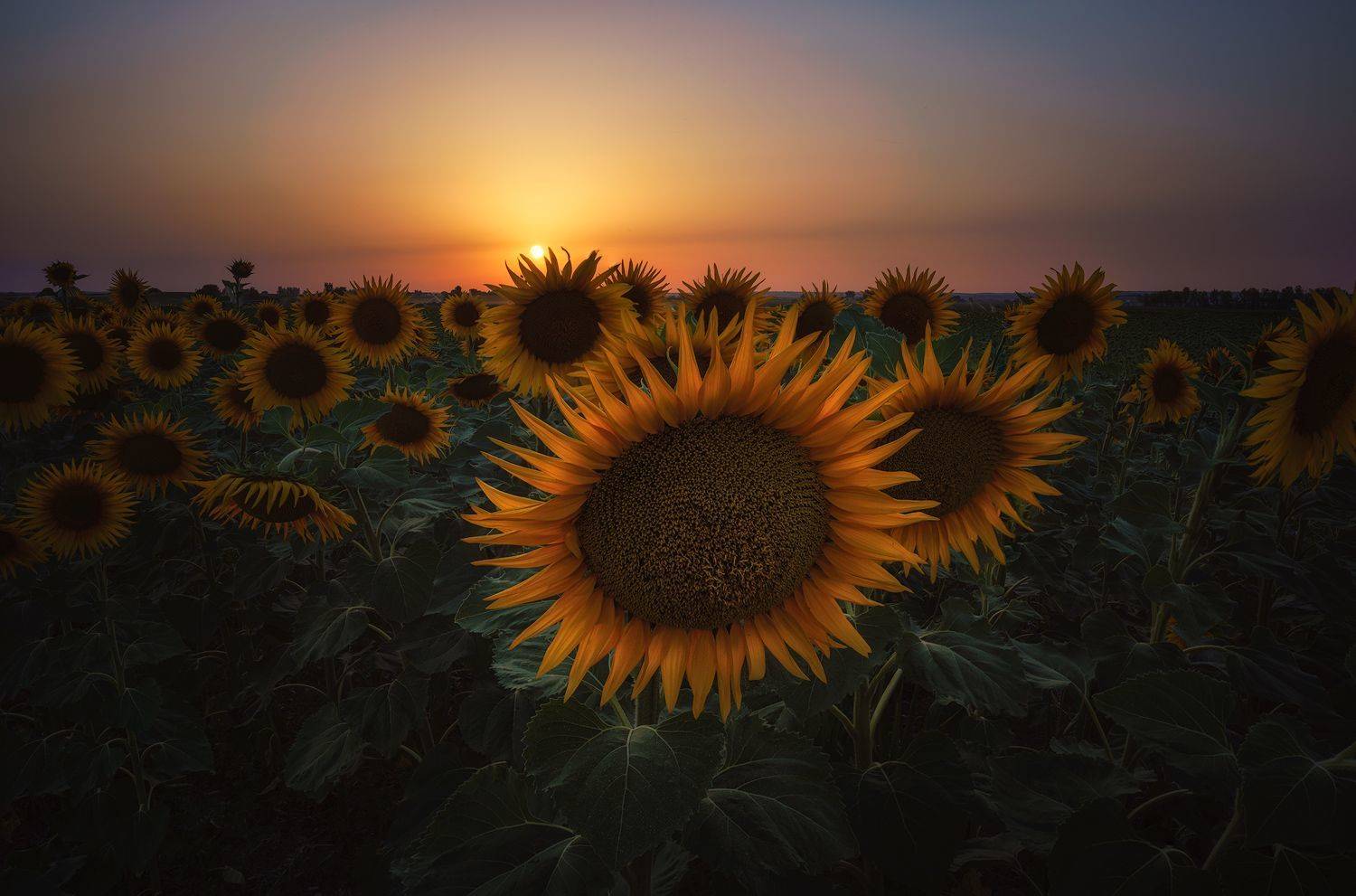 #sunflower #sunset #spain #sunstar #summer, SORAYA SAMPEDRO