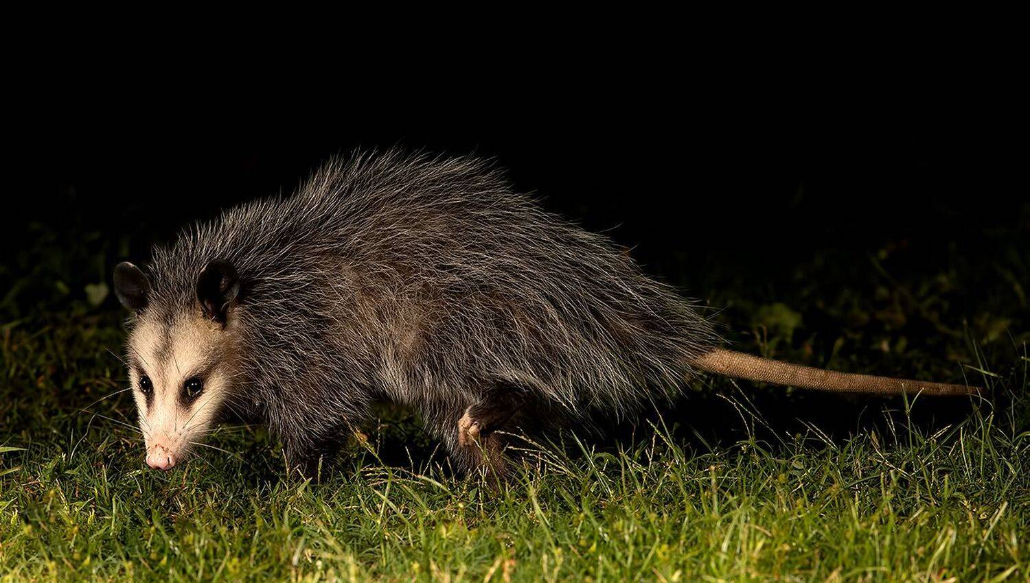 опосcум, opossum, дикие животные, Elizabeth Etkind
