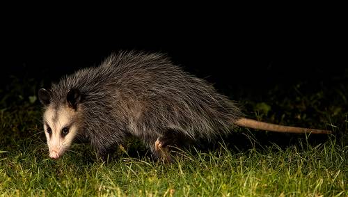 Опосcум - Opossum.