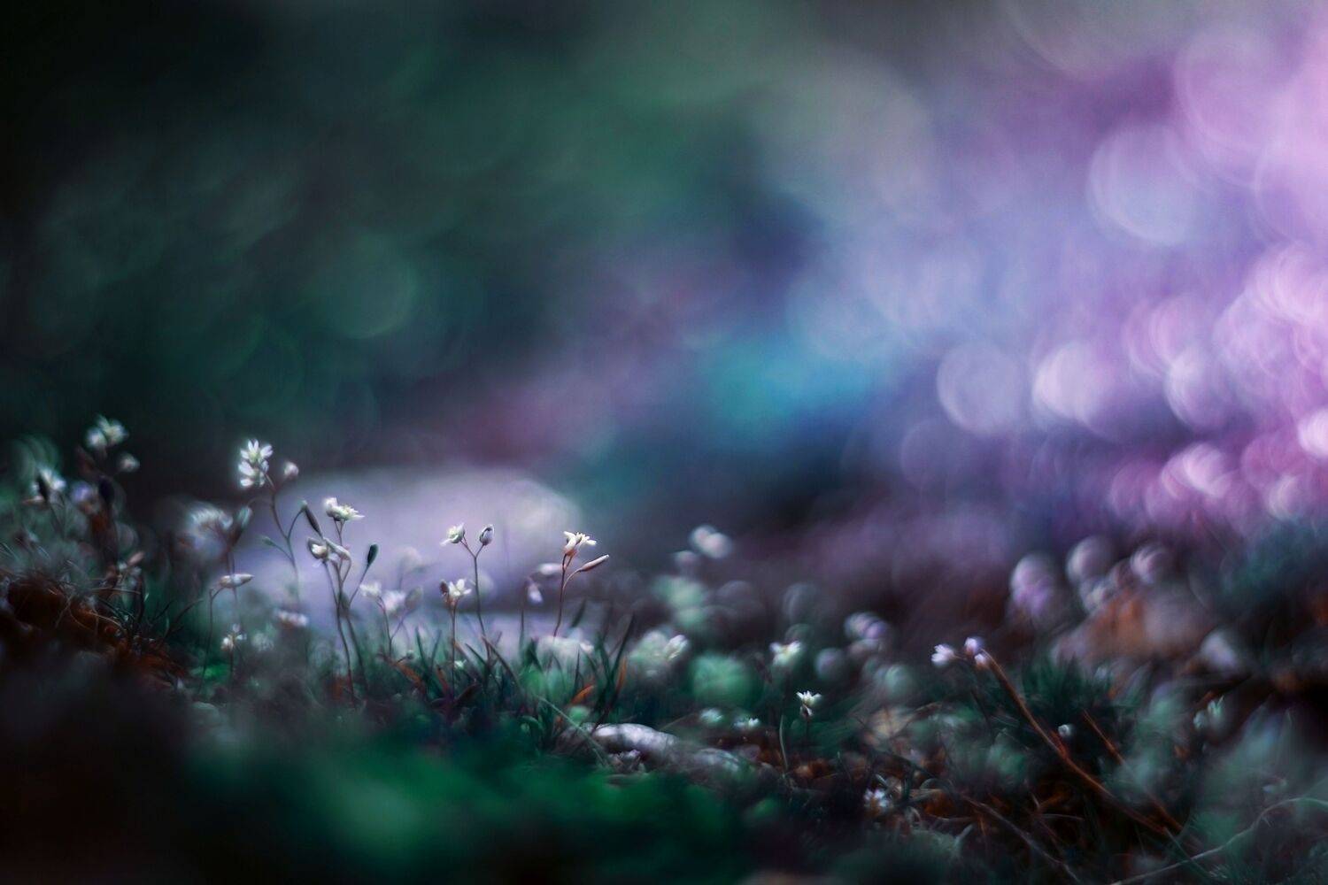 green,blue,bokeh,flowers,white,zenit,helios,nikon,light,nature,exterior,, Борислав Алексиев