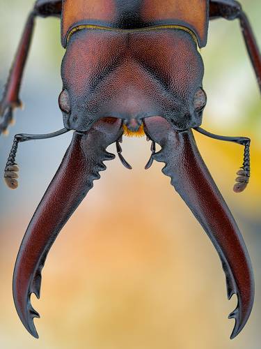 Prosopocoilus mohnikei.